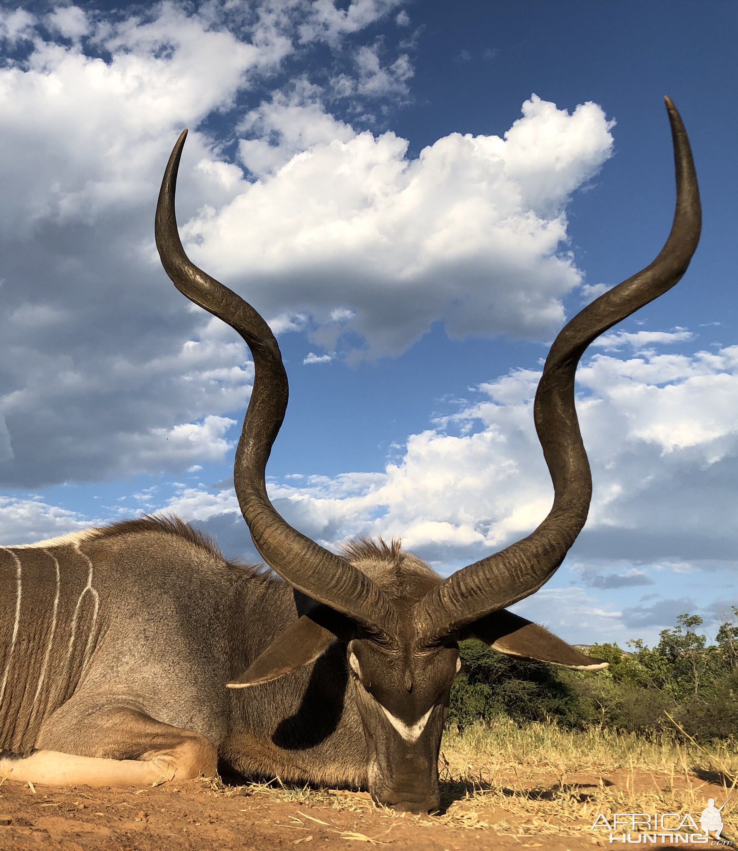 South Africa Hunt Kudu