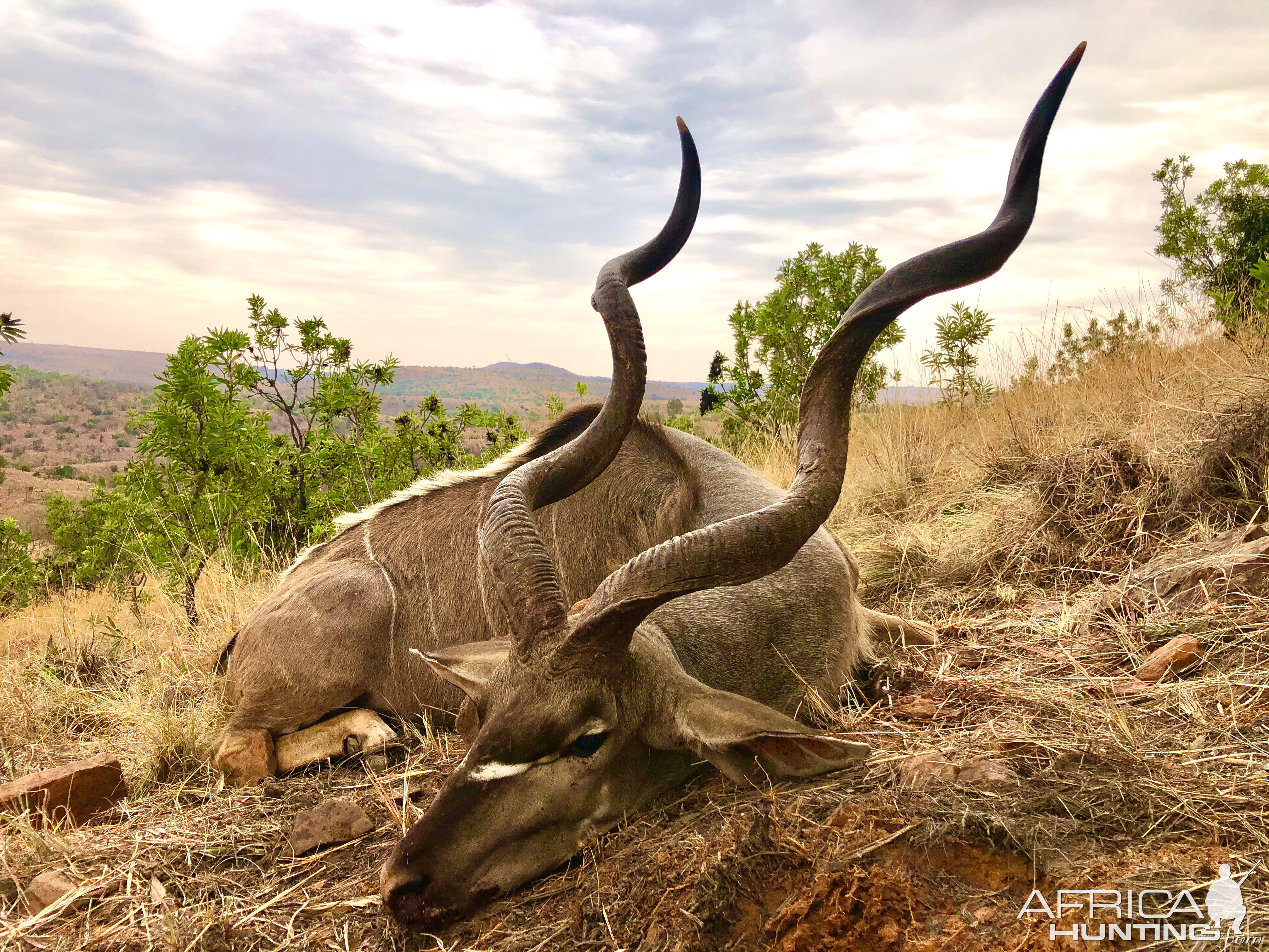 South Africa Hunt Kudu