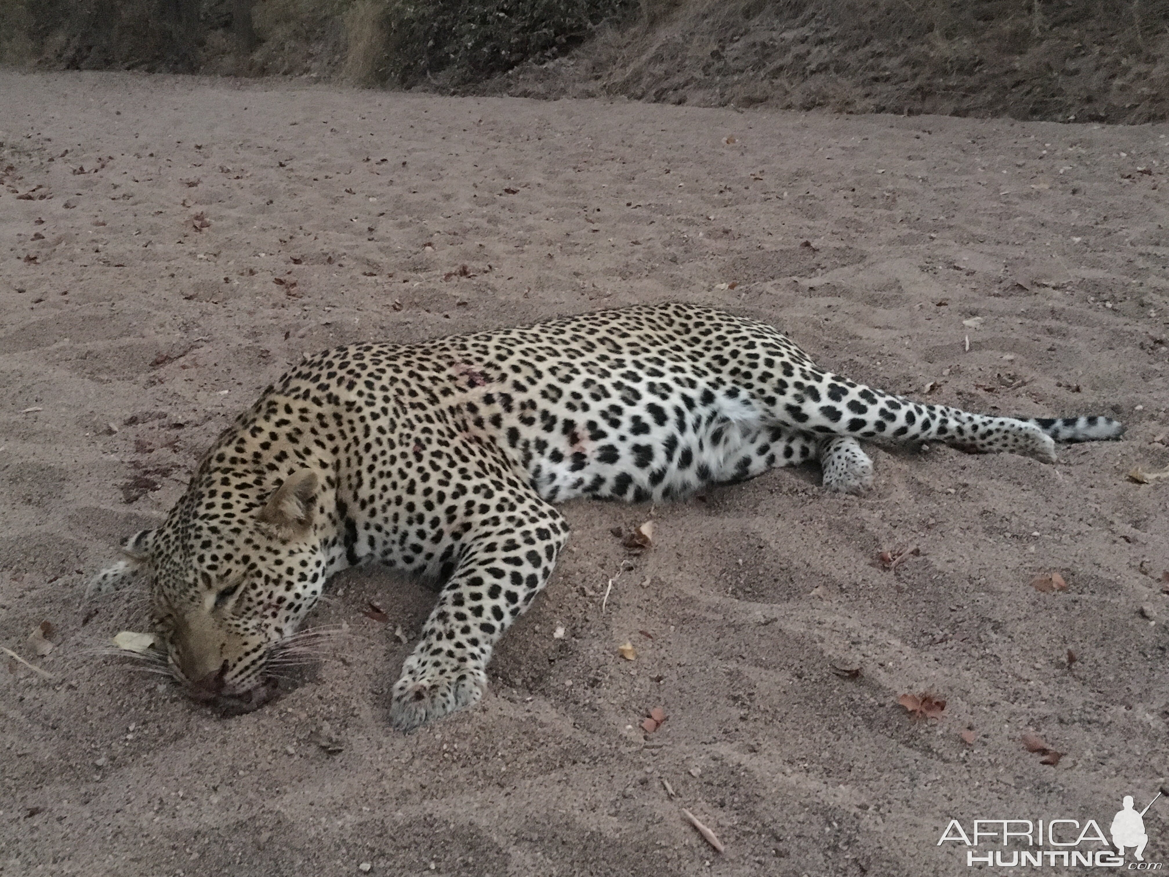 South Africa Hunt Leopard