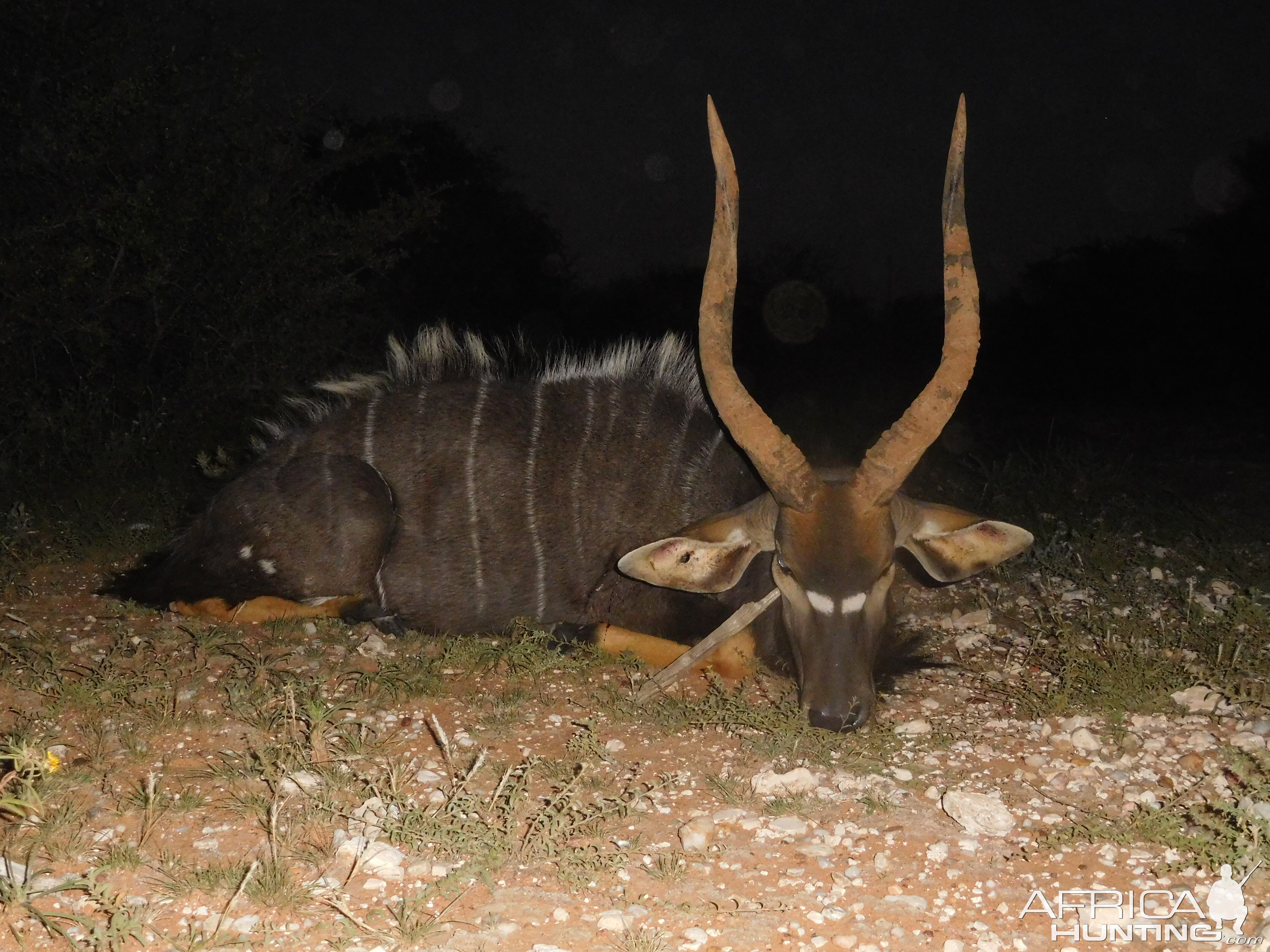 South Africa Hunt Nyala