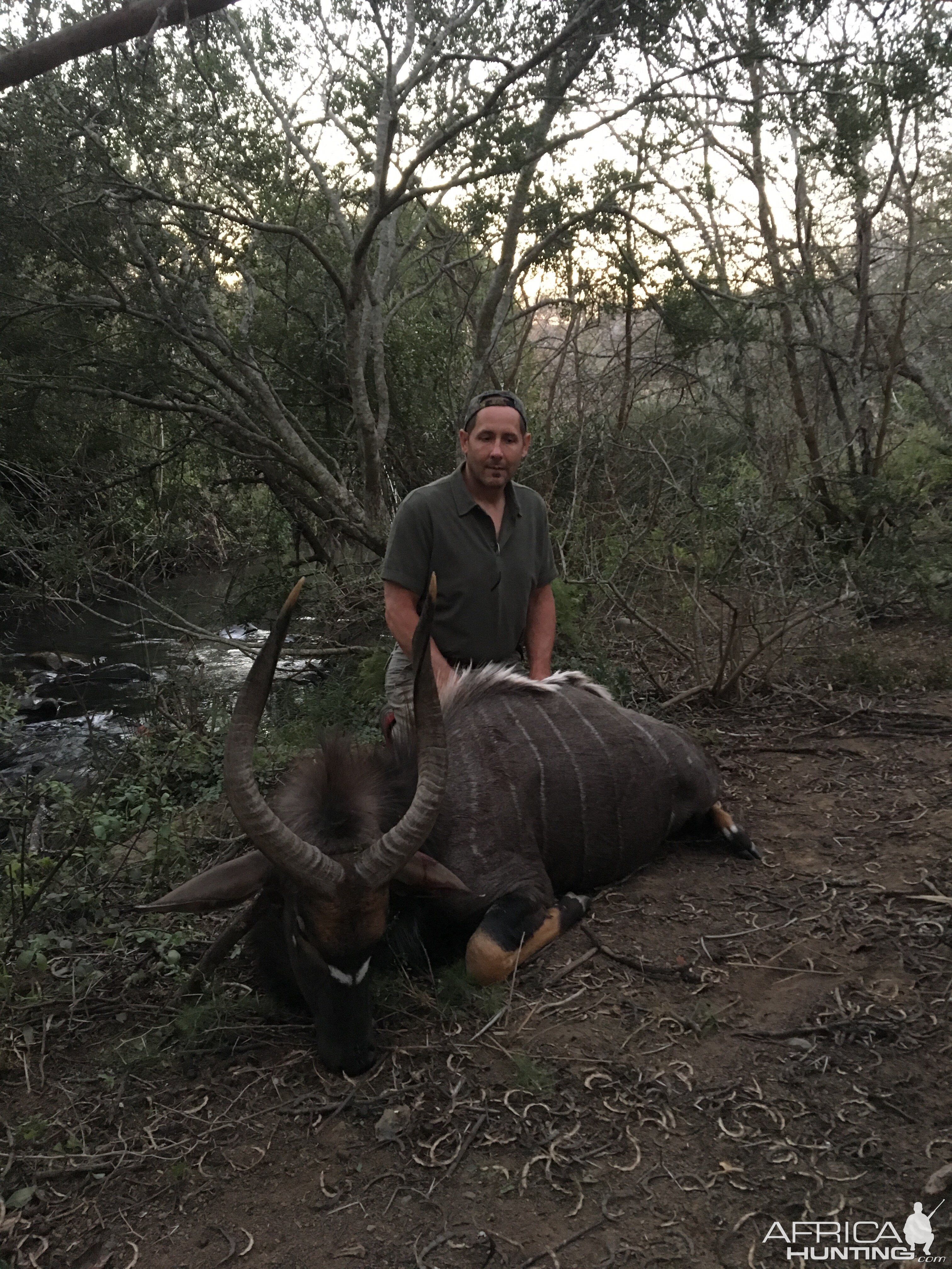 South Africa Hunt Nyala