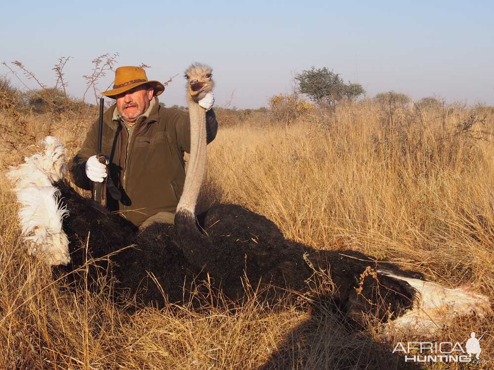 South Africa Hunt Ostrich