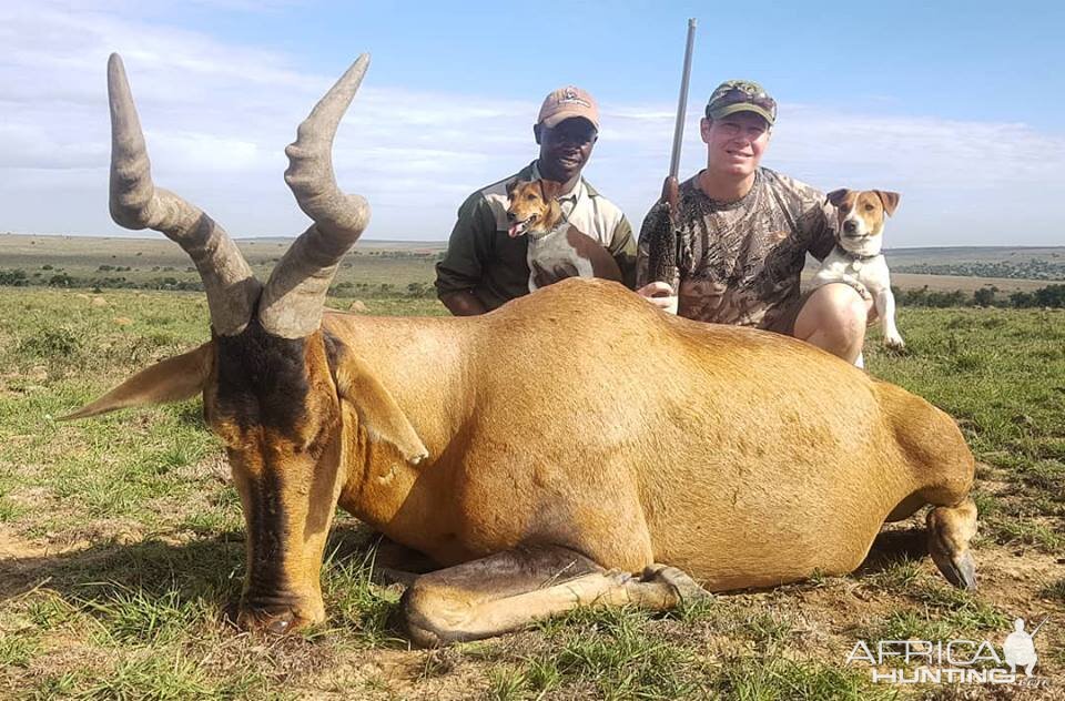 South Africa Hunt Red Hartebeest