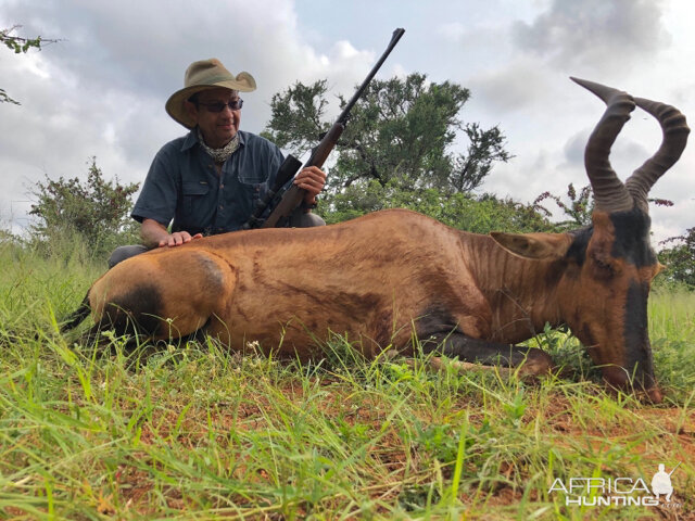 South Africa Hunt Red Hartebeest