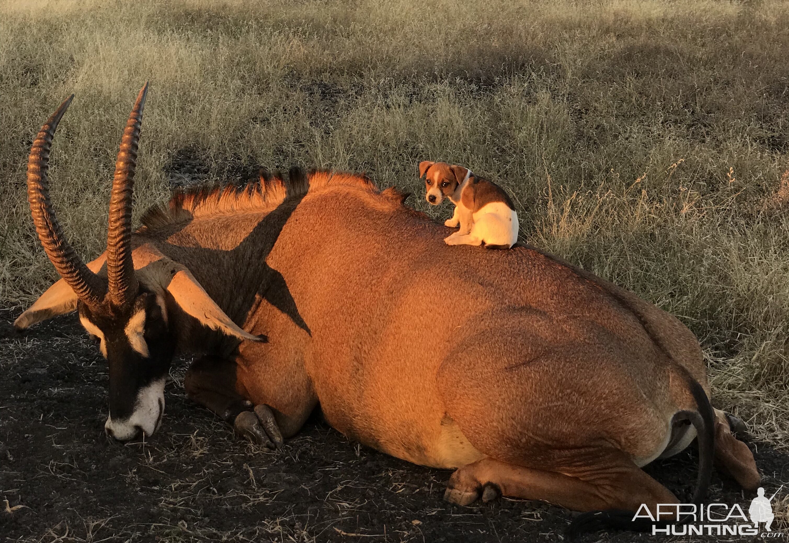 South Africa Hunt Roan