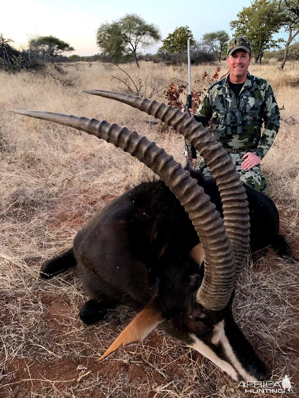 South Africa Hunt Sable Antelope