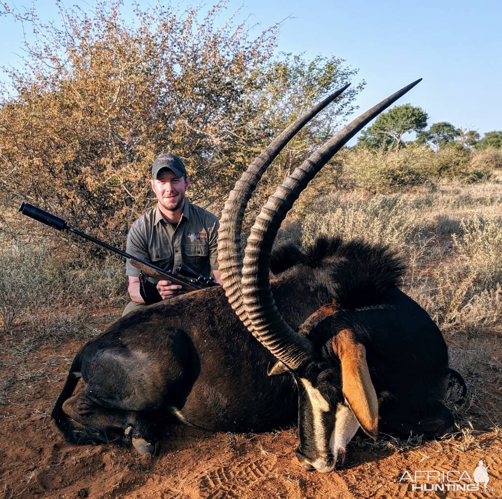 South Africa Hunt Sable Antelope