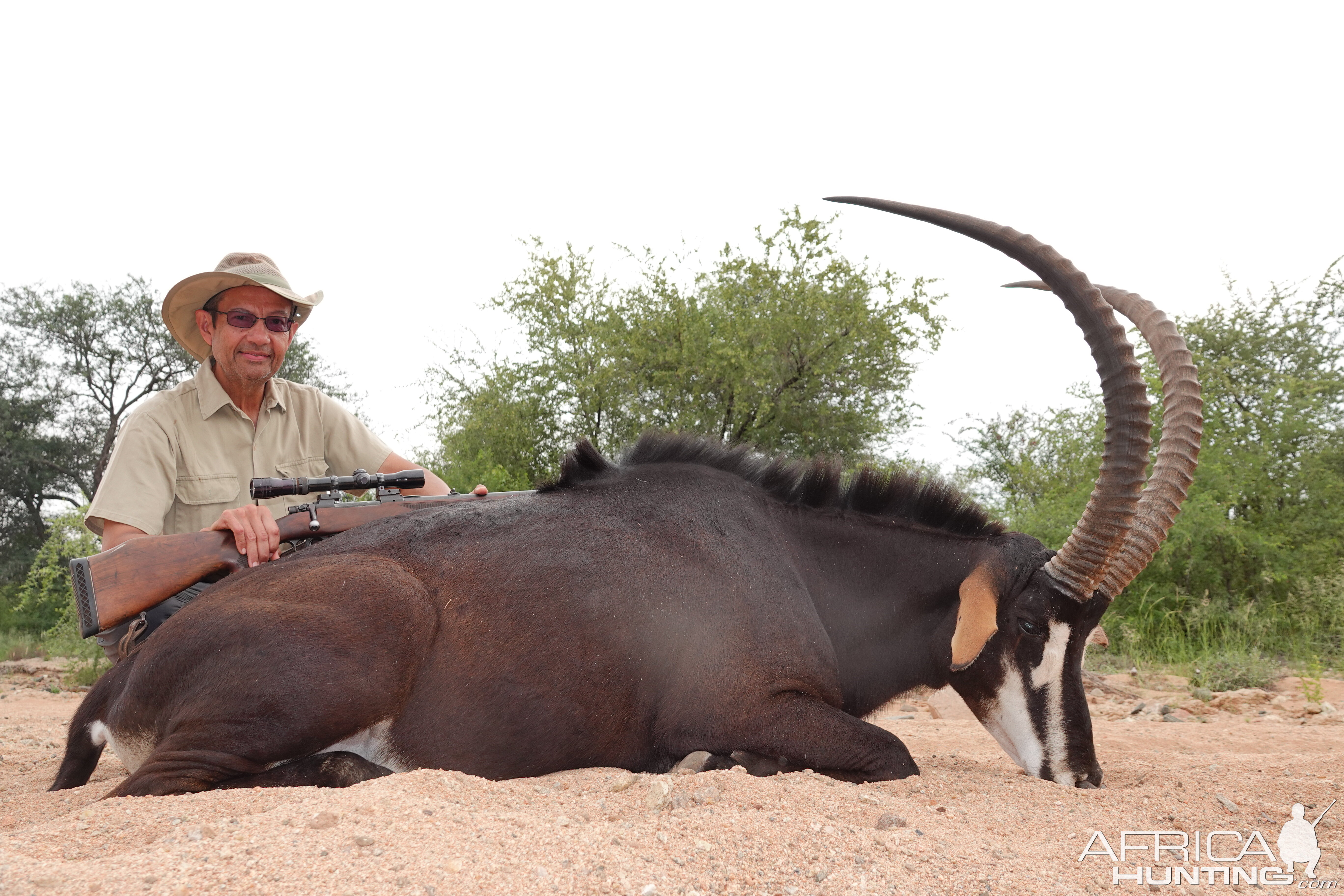 South Africa Hunt Sable Antelope