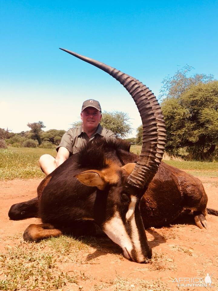 South Africa Hunt Sable Antelope