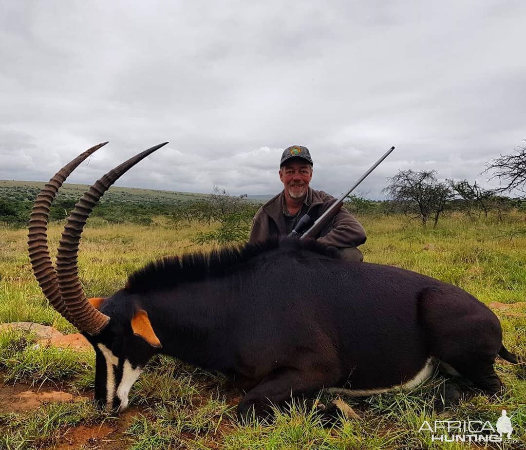 South Africa Hunt Sable Antelope