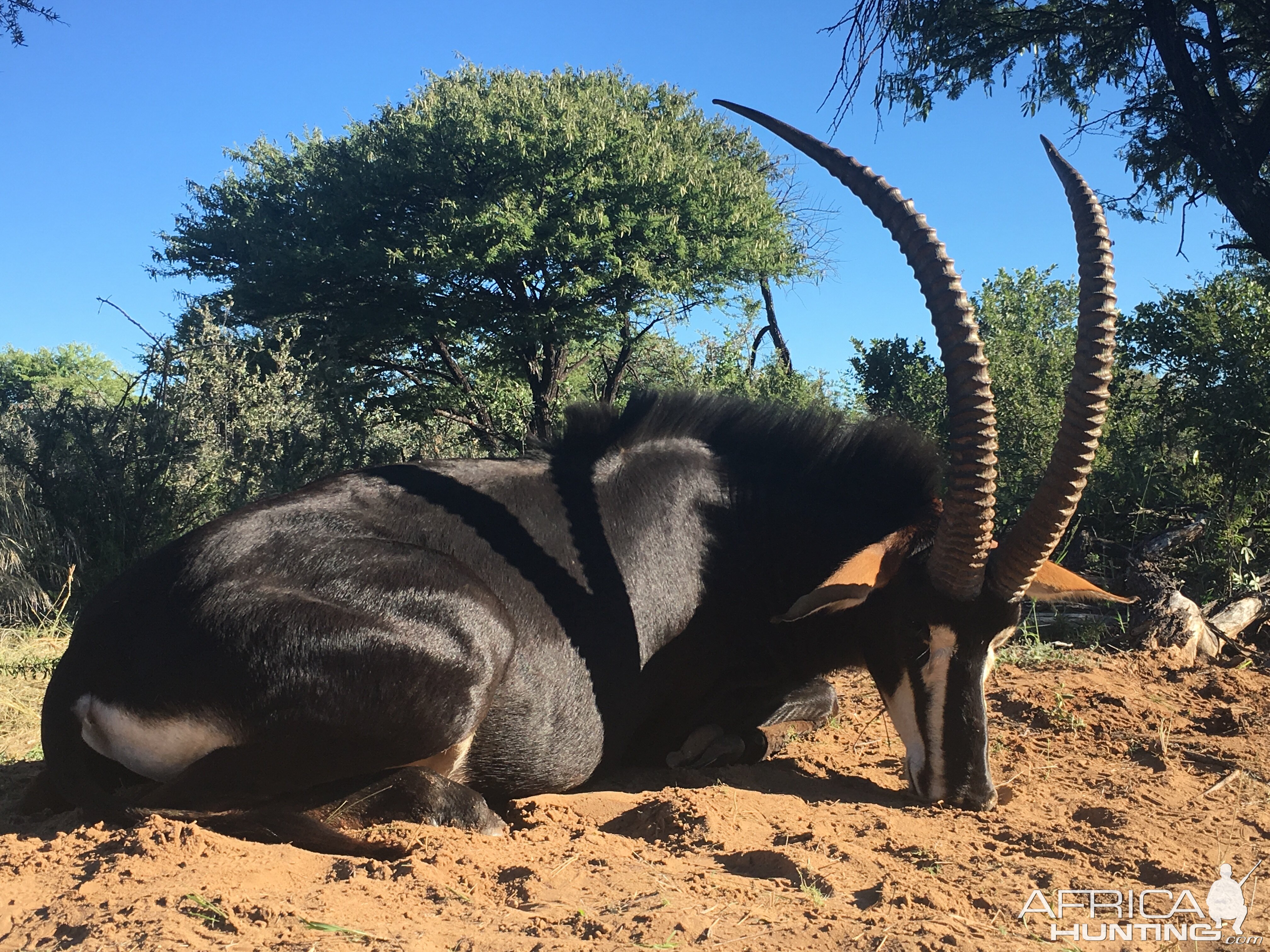 South Africa Hunt Sable Antelope