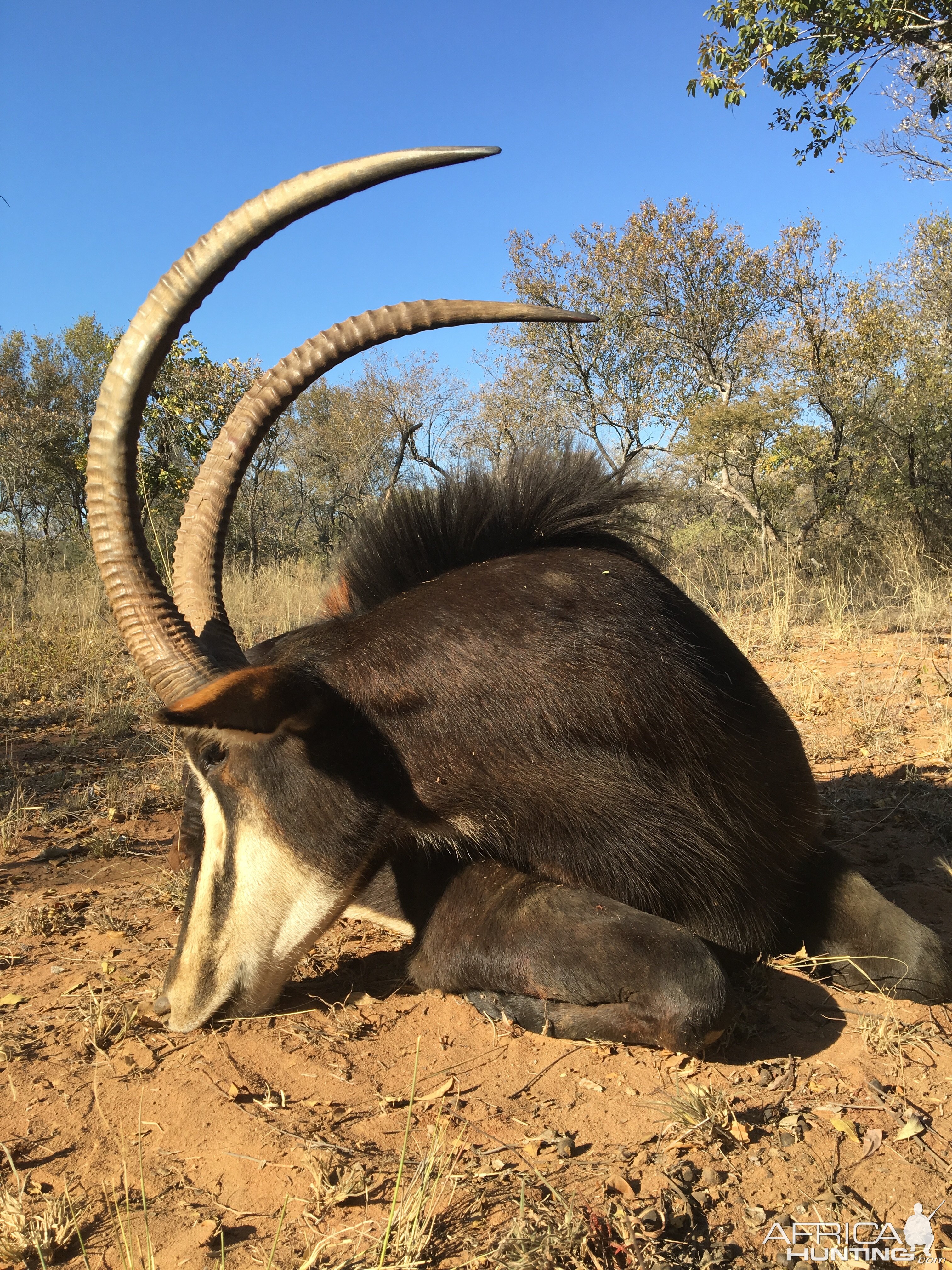 South Africa Hunt Sable Antelope