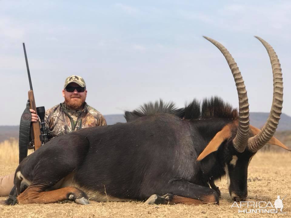 South Africa Hunt Sable Antelope