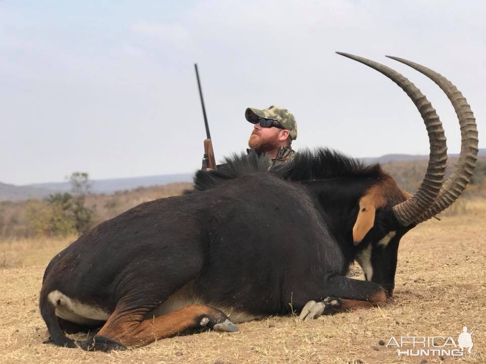 South Africa Hunt Sable Antelope