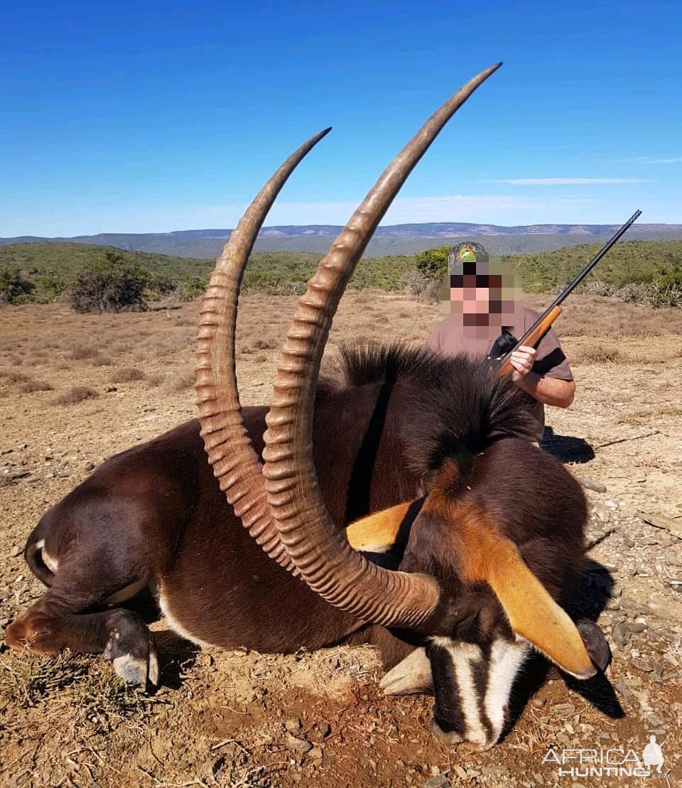 South Africa Hunt Sable Antelope