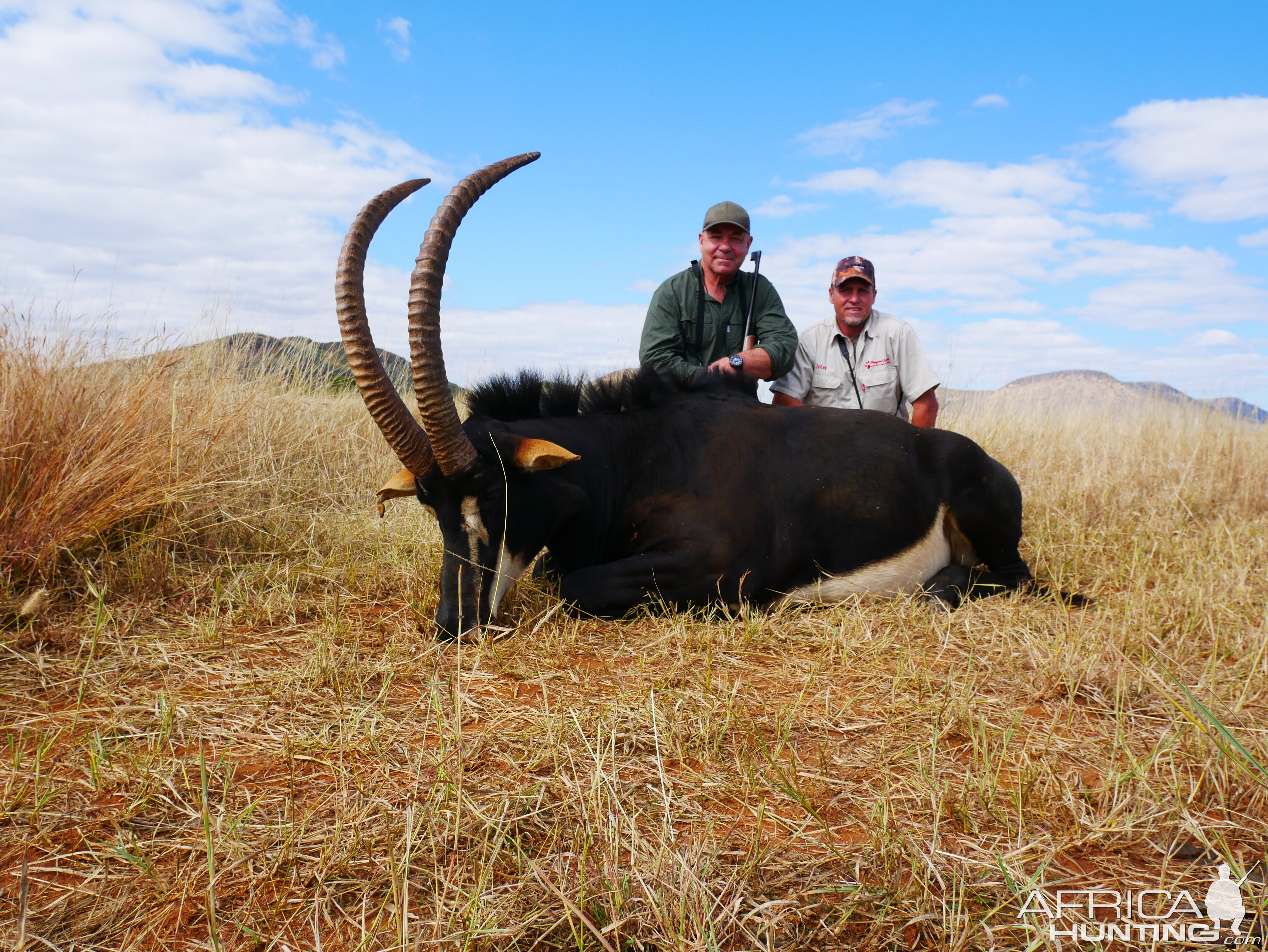 South Africa Hunt Sable Antelope