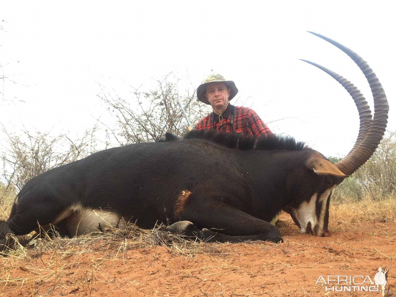 South Africa Hunt Sable Antelope