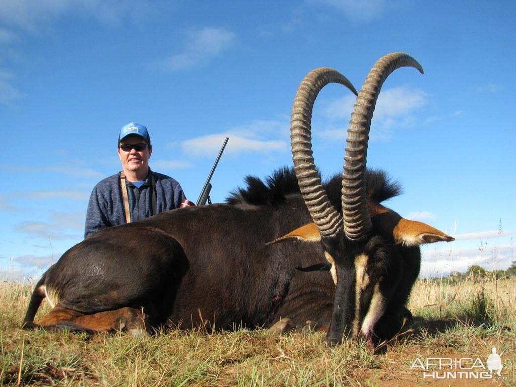 South Africa Hunt Sable Antelope