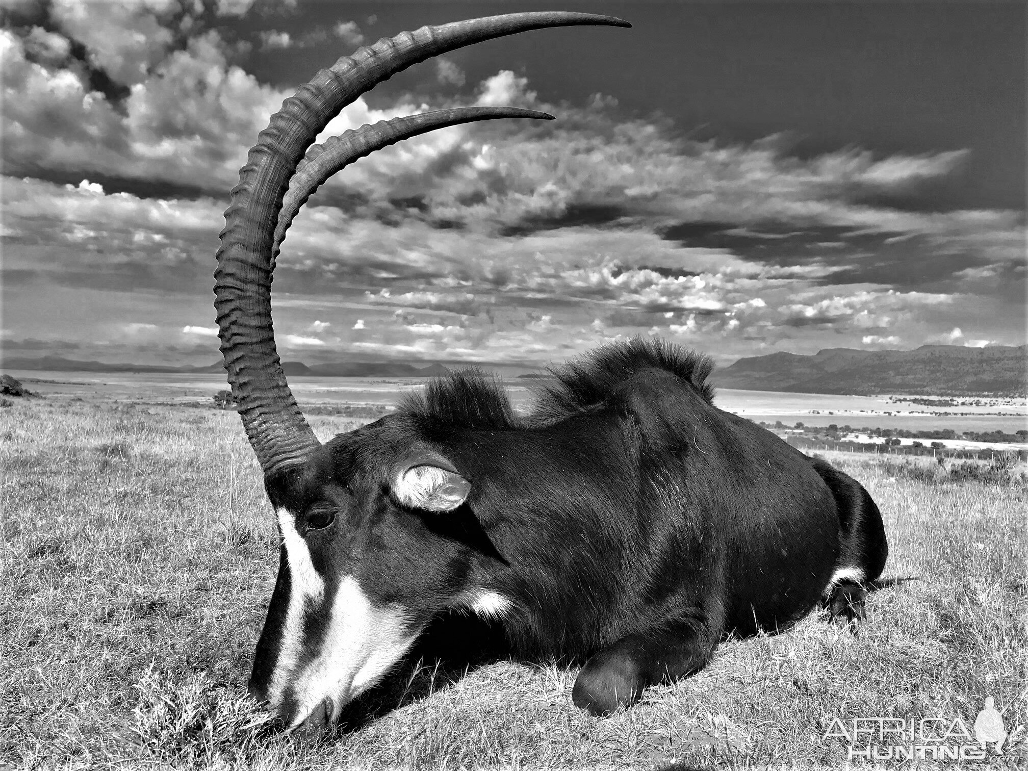 South Africa Hunt Sable Antelope