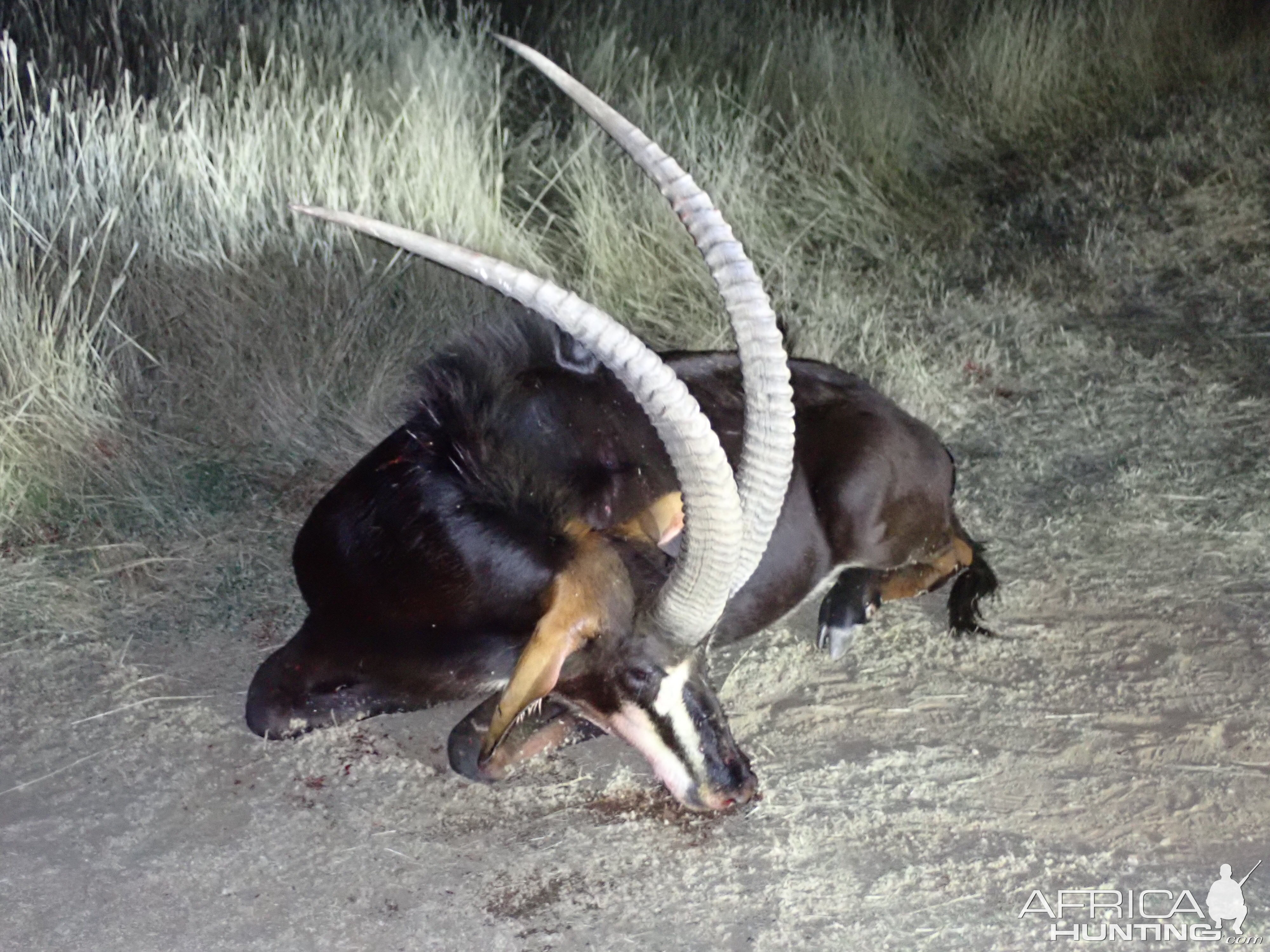 South Africa Hunt Sable Antelope