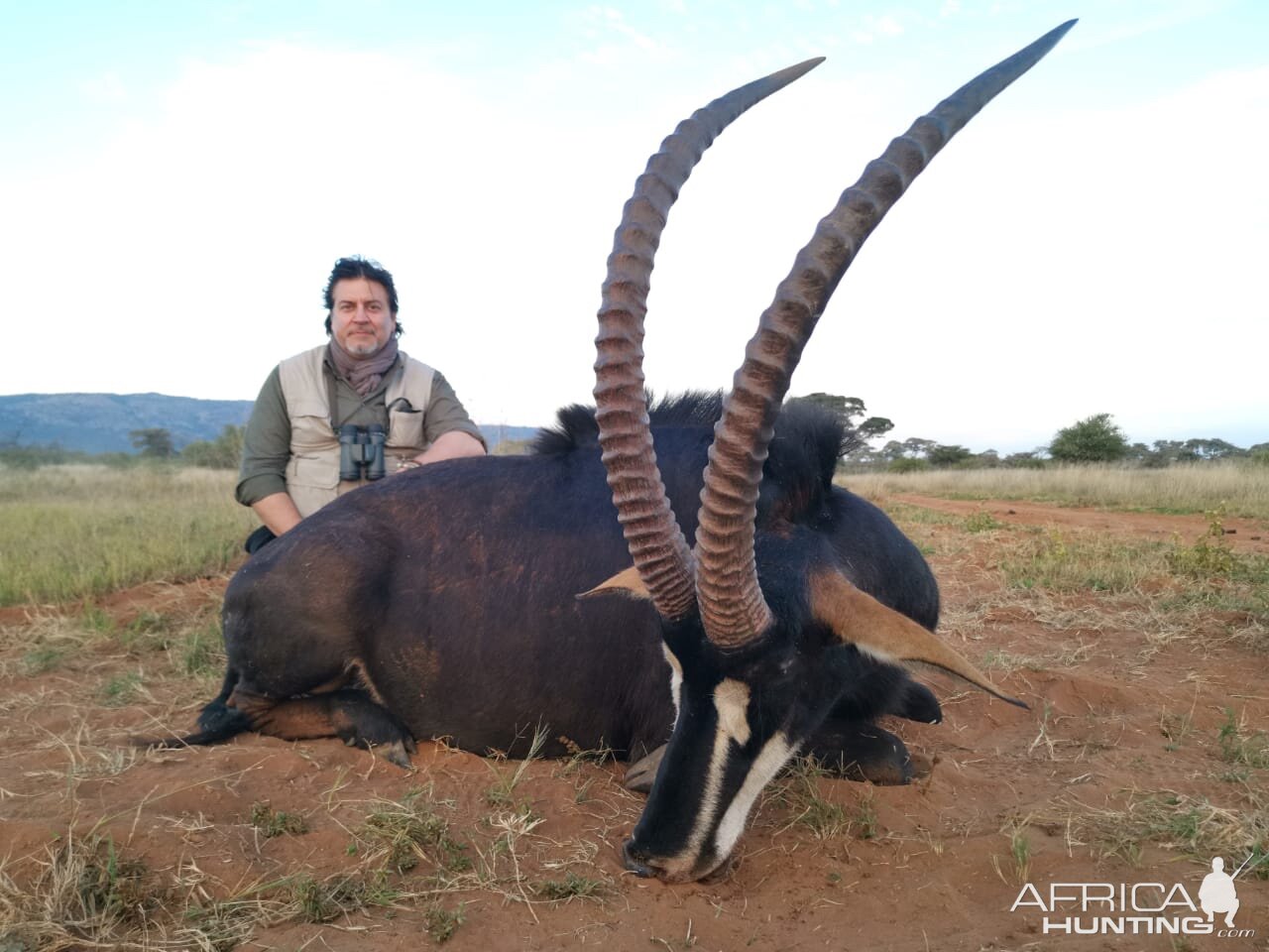 South Africa Hunt Sable Antelope