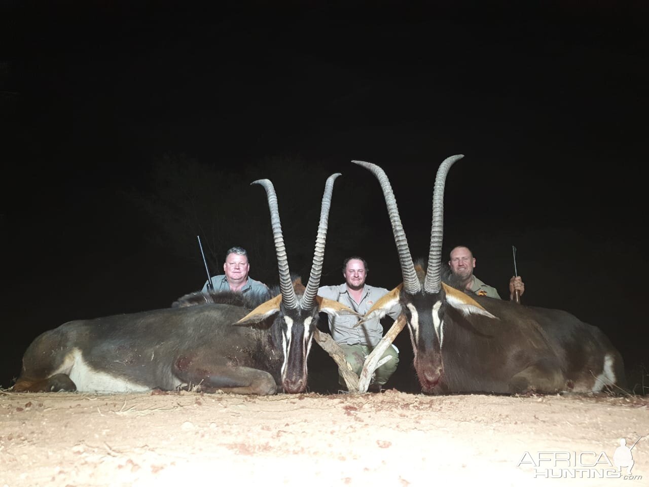 South Africa Hunt Sable Antelope