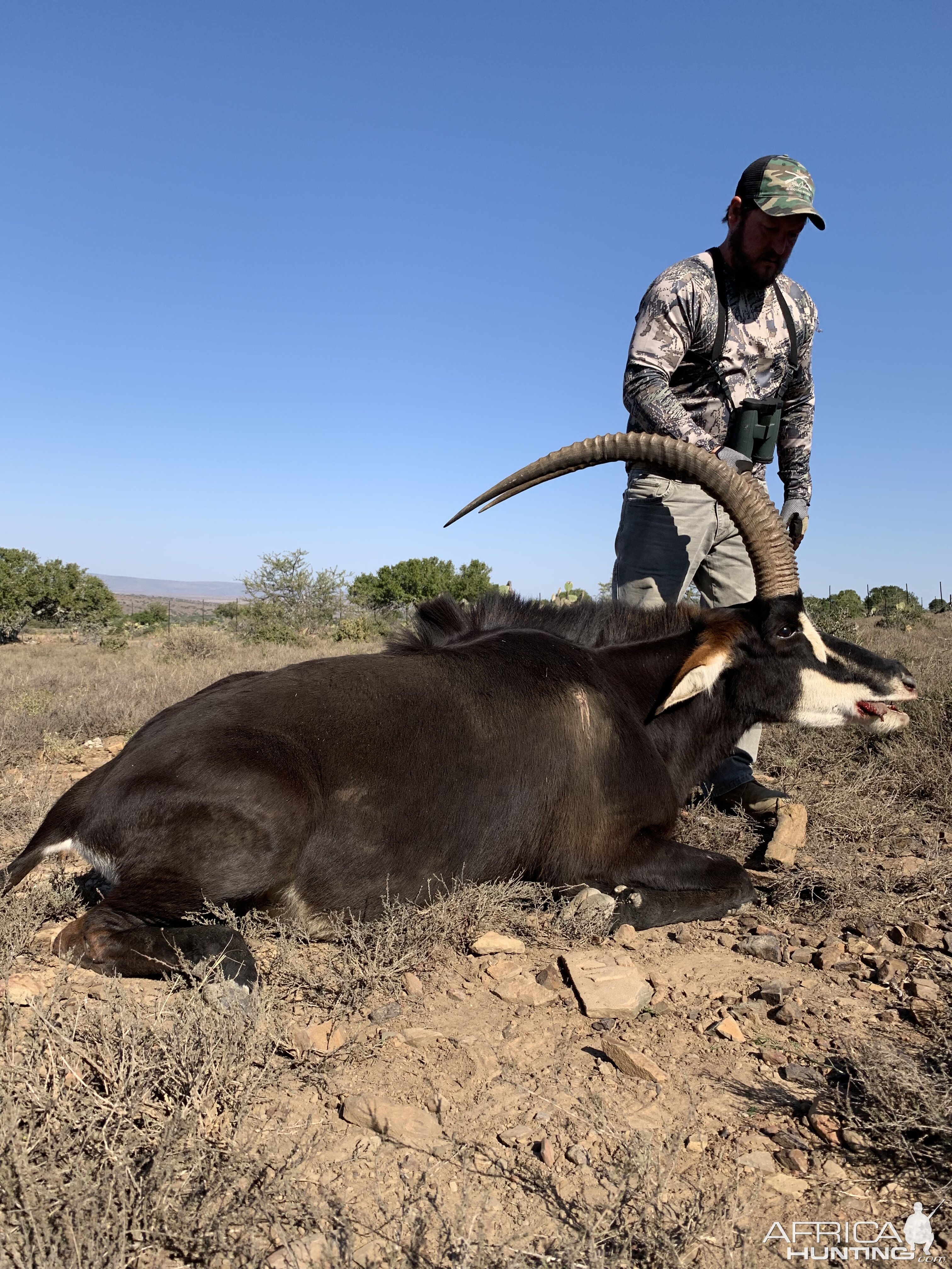 South Africa Hunt Sable Antelope