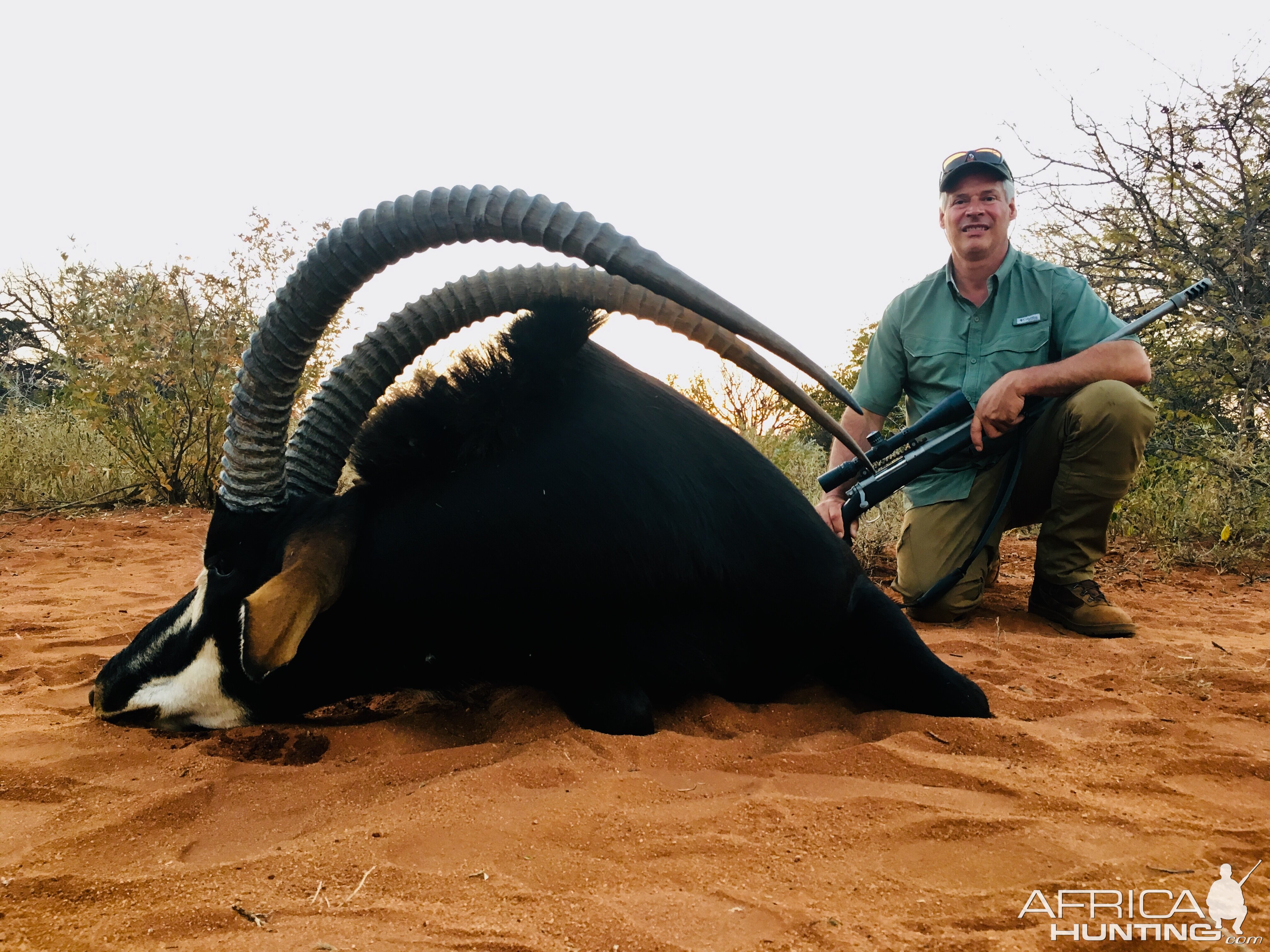 South Africa Hunt Sable Antelope