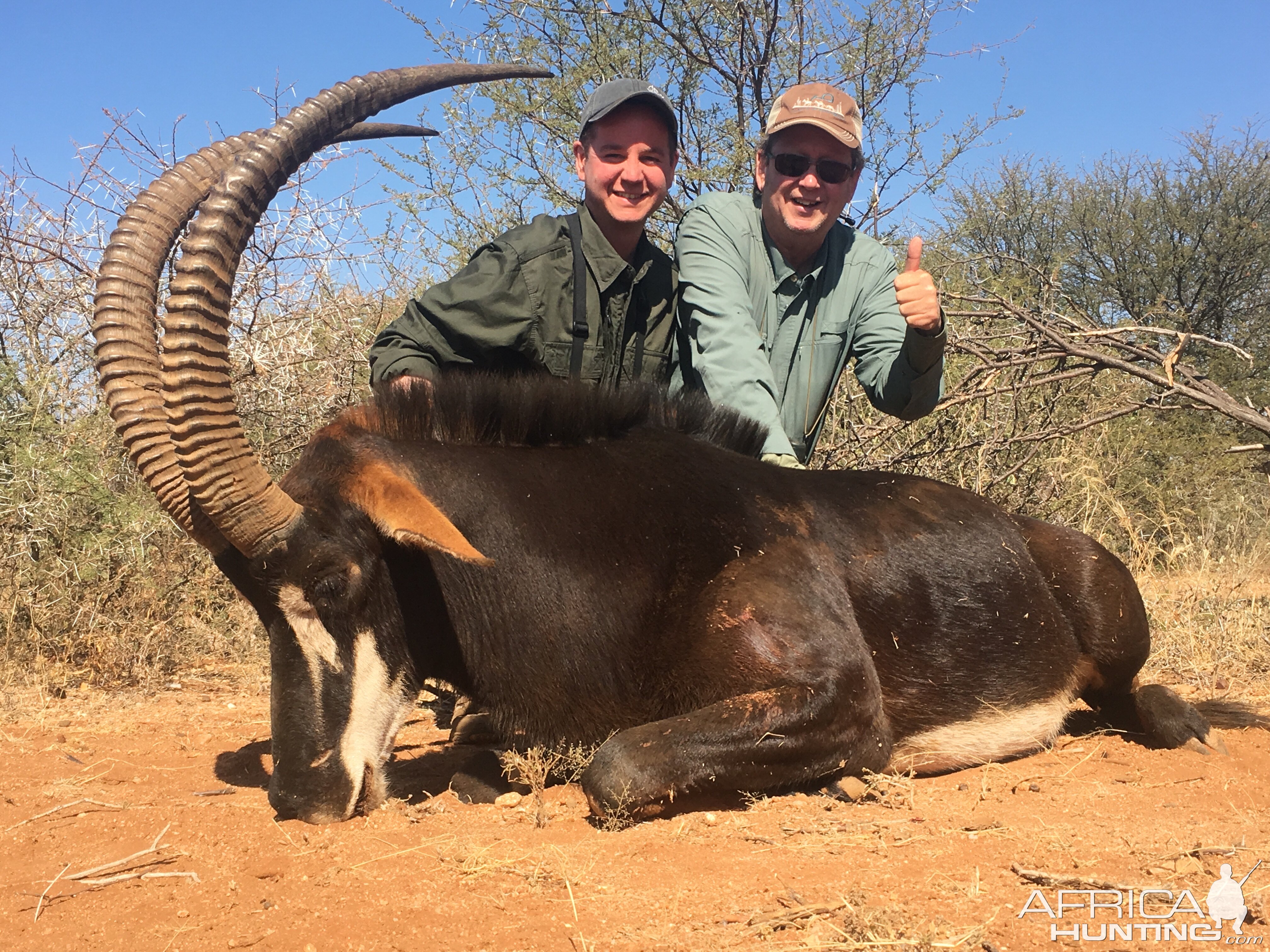 South Africa Hunt Sable Antelope