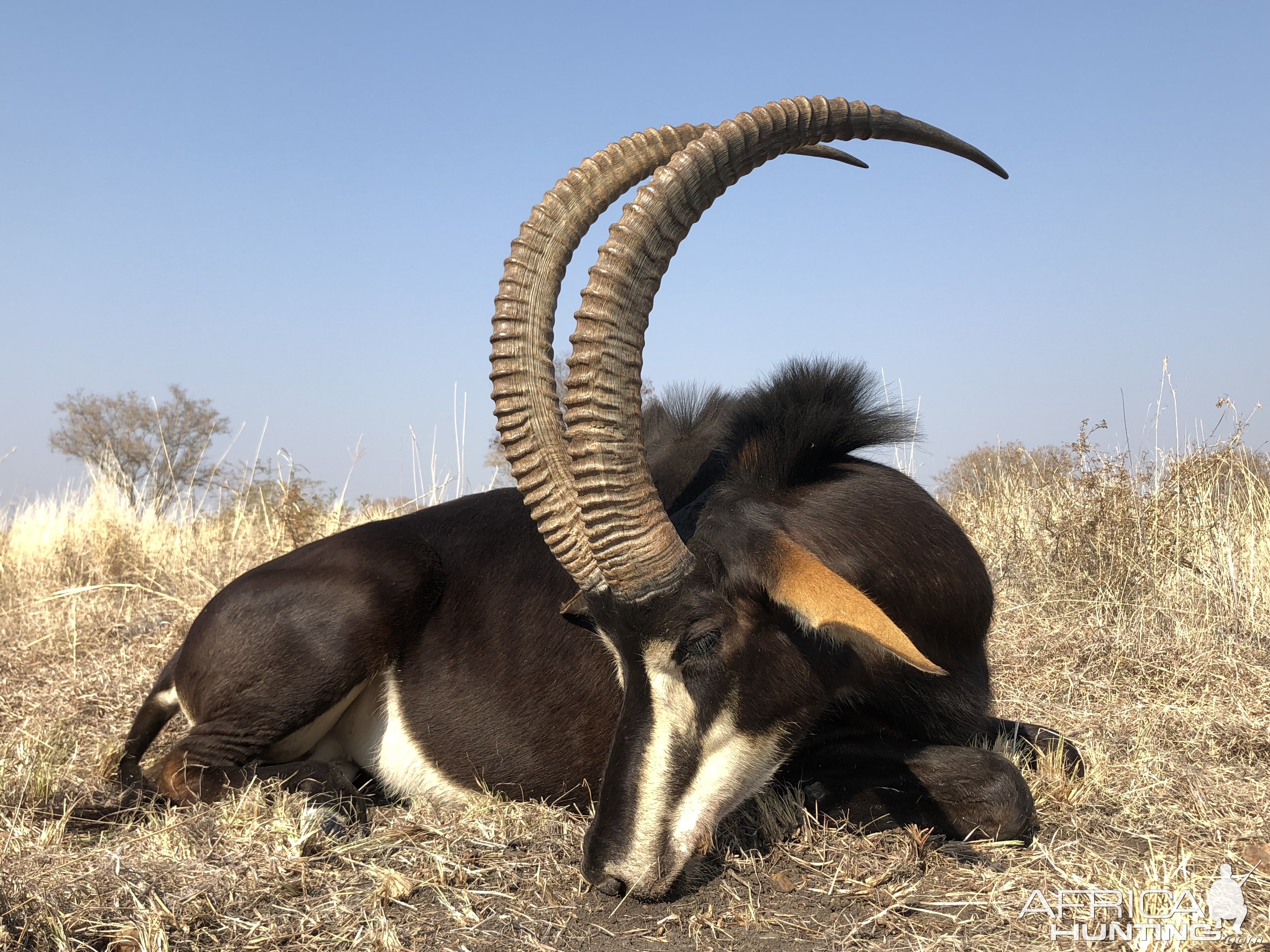 South Africa Hunt Sable Antelope