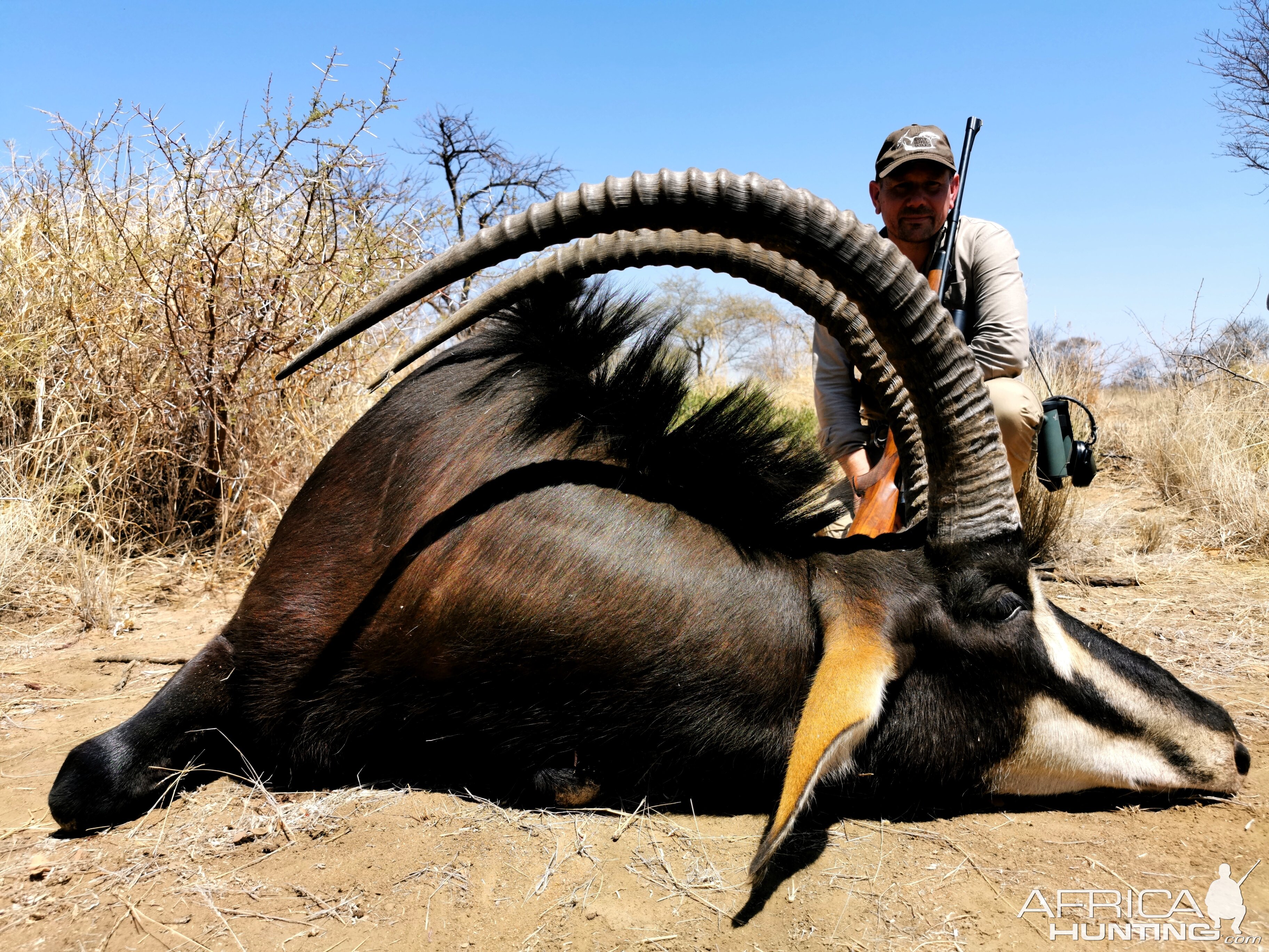 South Africa Hunt Sable Antelope