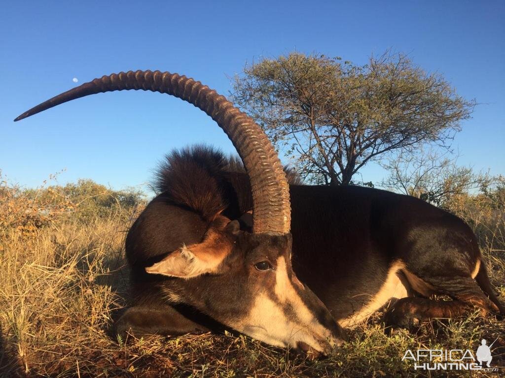 South Africa Hunt Sable