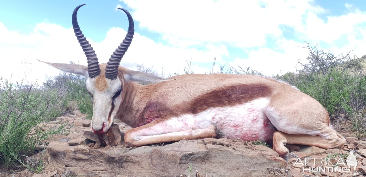 South Africa Hunt Springbok