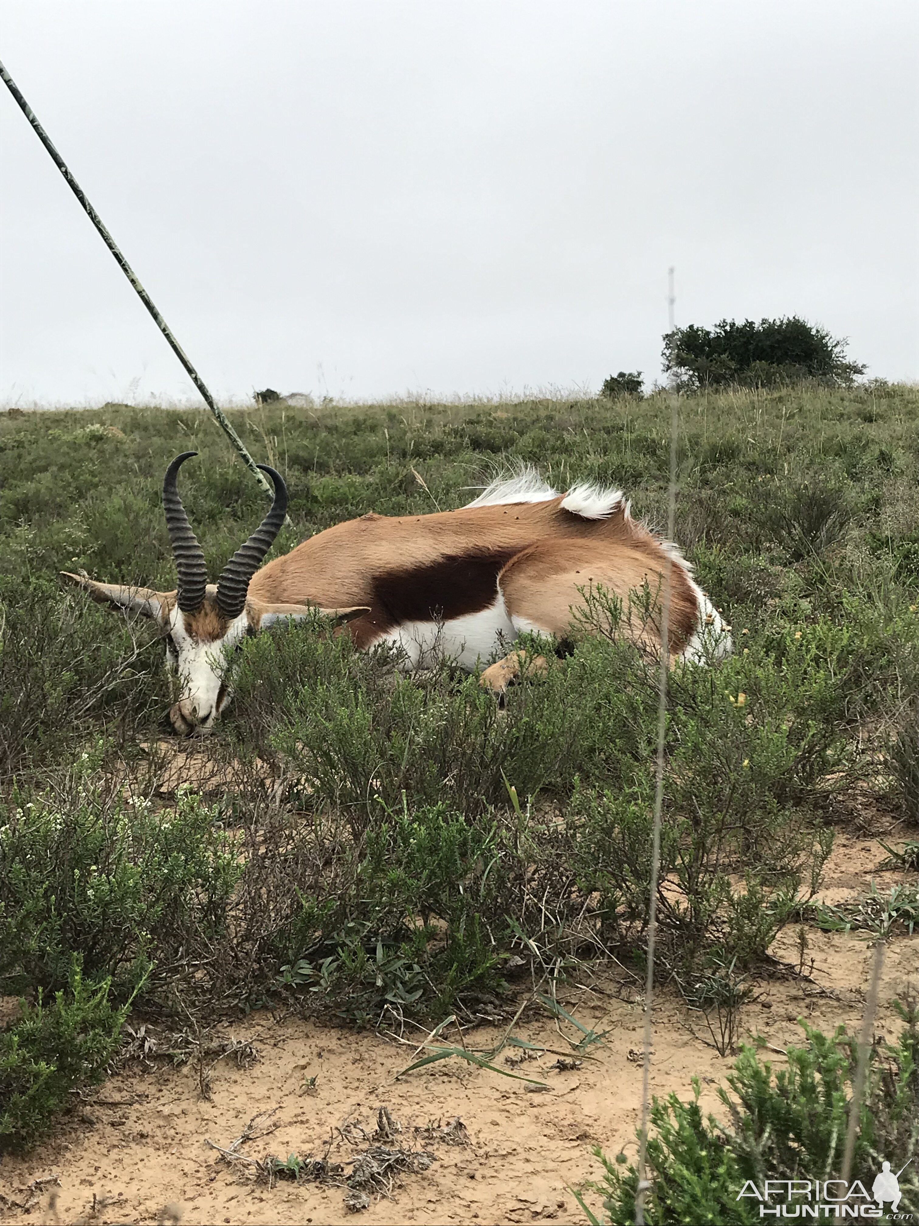 South Africa Hunt Springbok