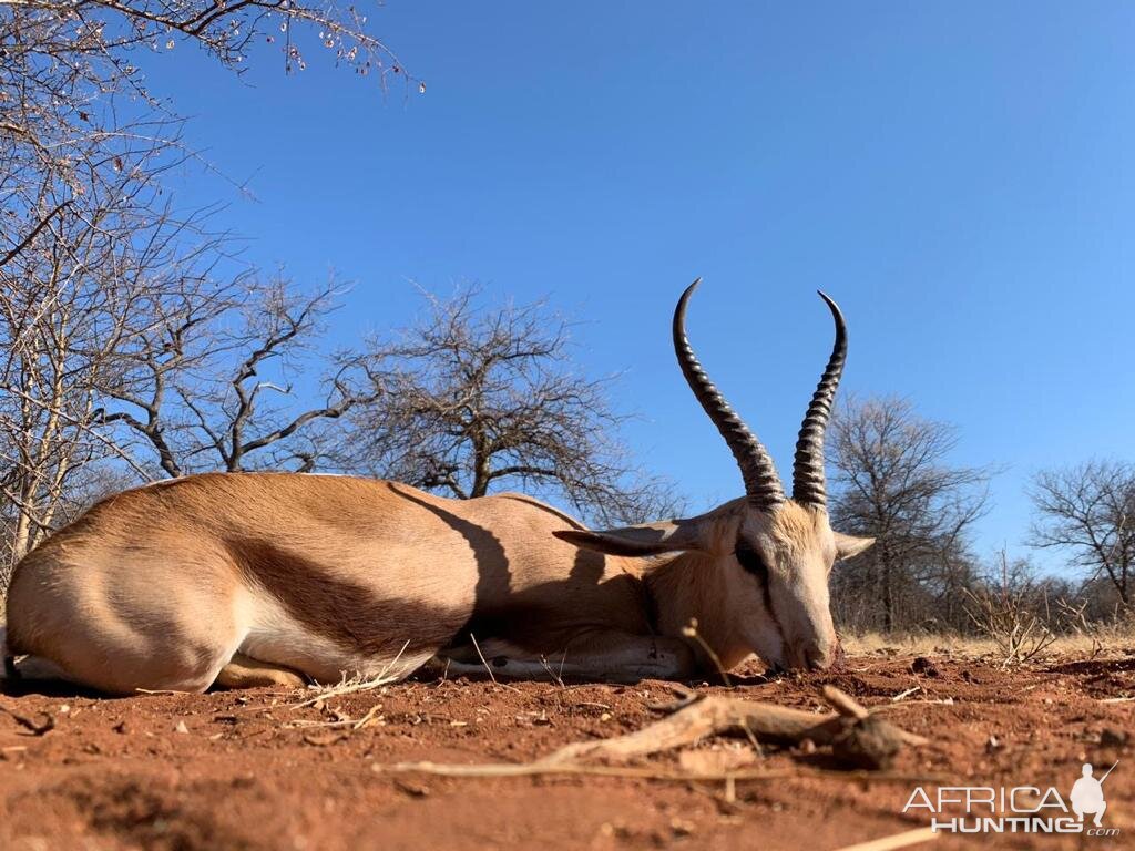 South Africa Hunt Springbok