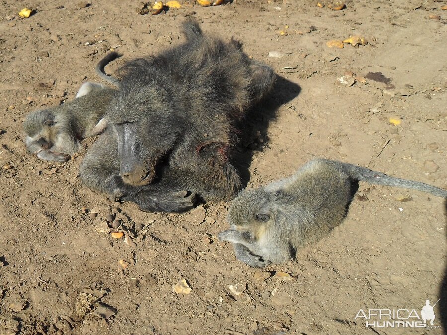 South Africa Hunt Vervet Monkey & Baboon South Africa