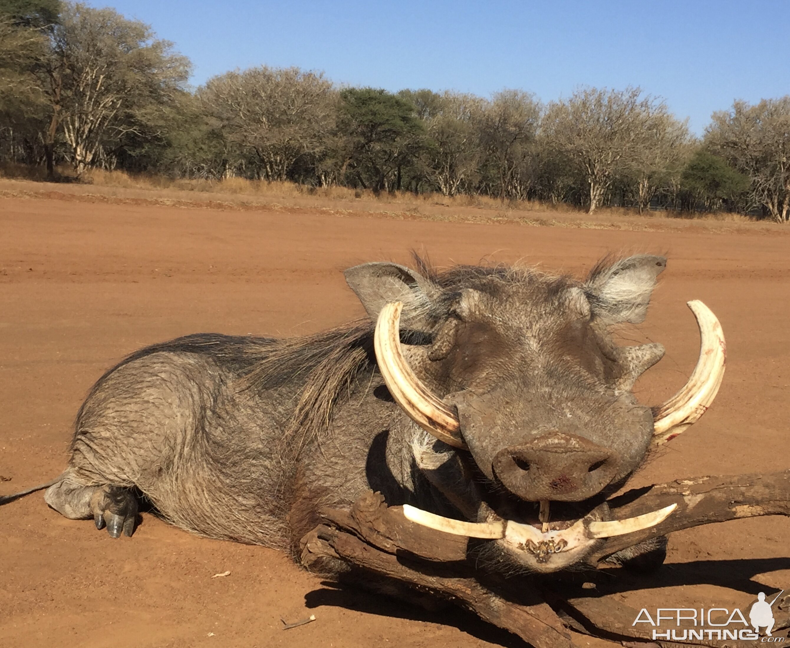 South Africa Hunt Warthog