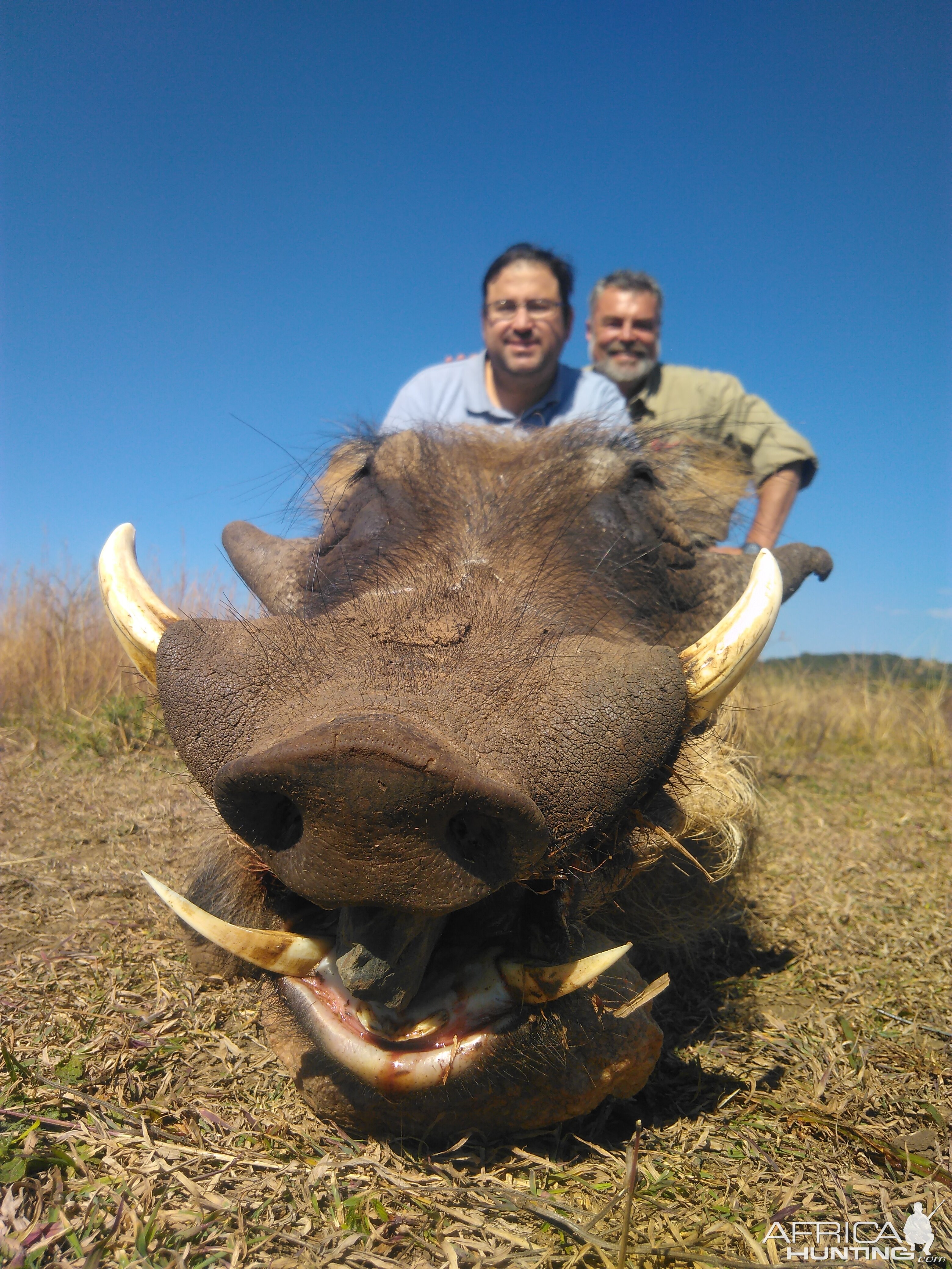 South Africa Hunt Warthog