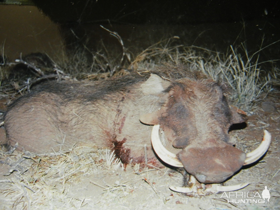 South Africa Hunt Warthog