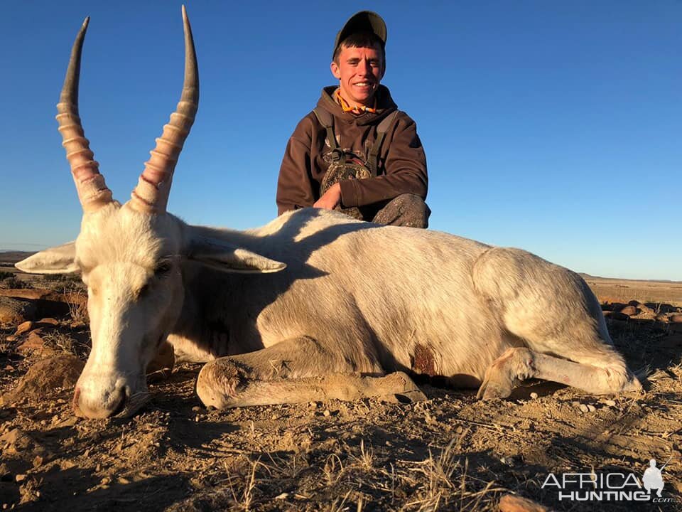 South Africa Hunt White Blesbok