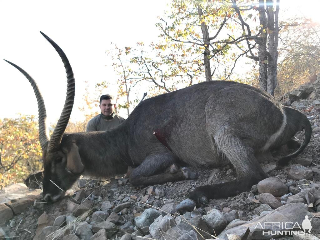 South Africa Hunting 32 5/8" Inch Waterbuck