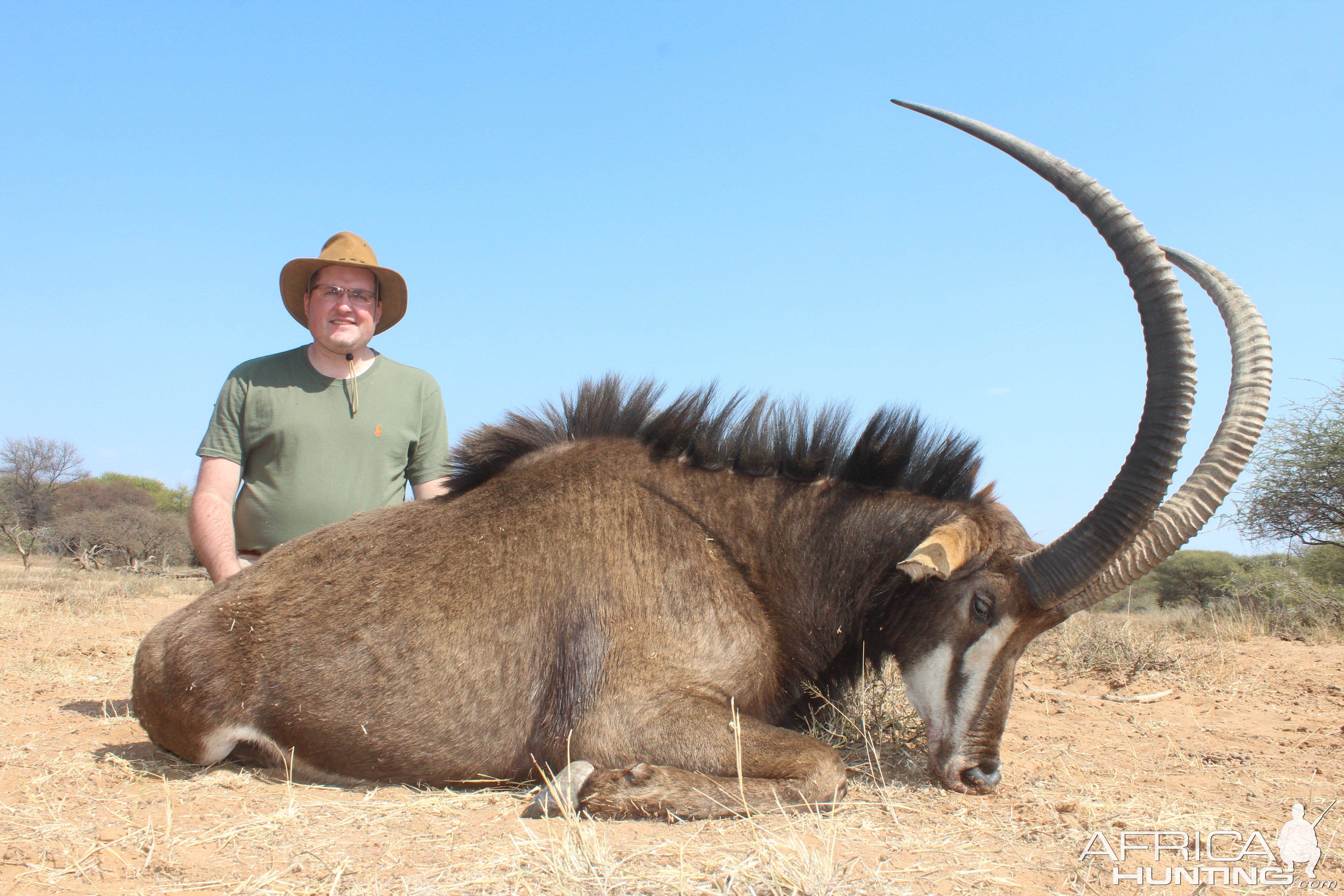 South Africa Hunting 41" Inch Sable Antelope