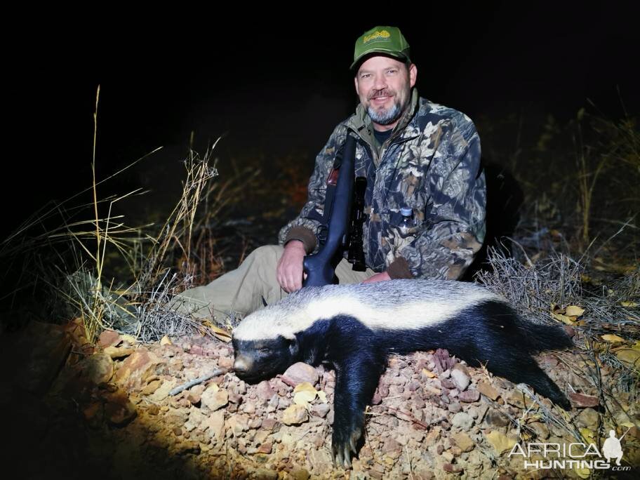 South Africa Hunting African Honey Badger