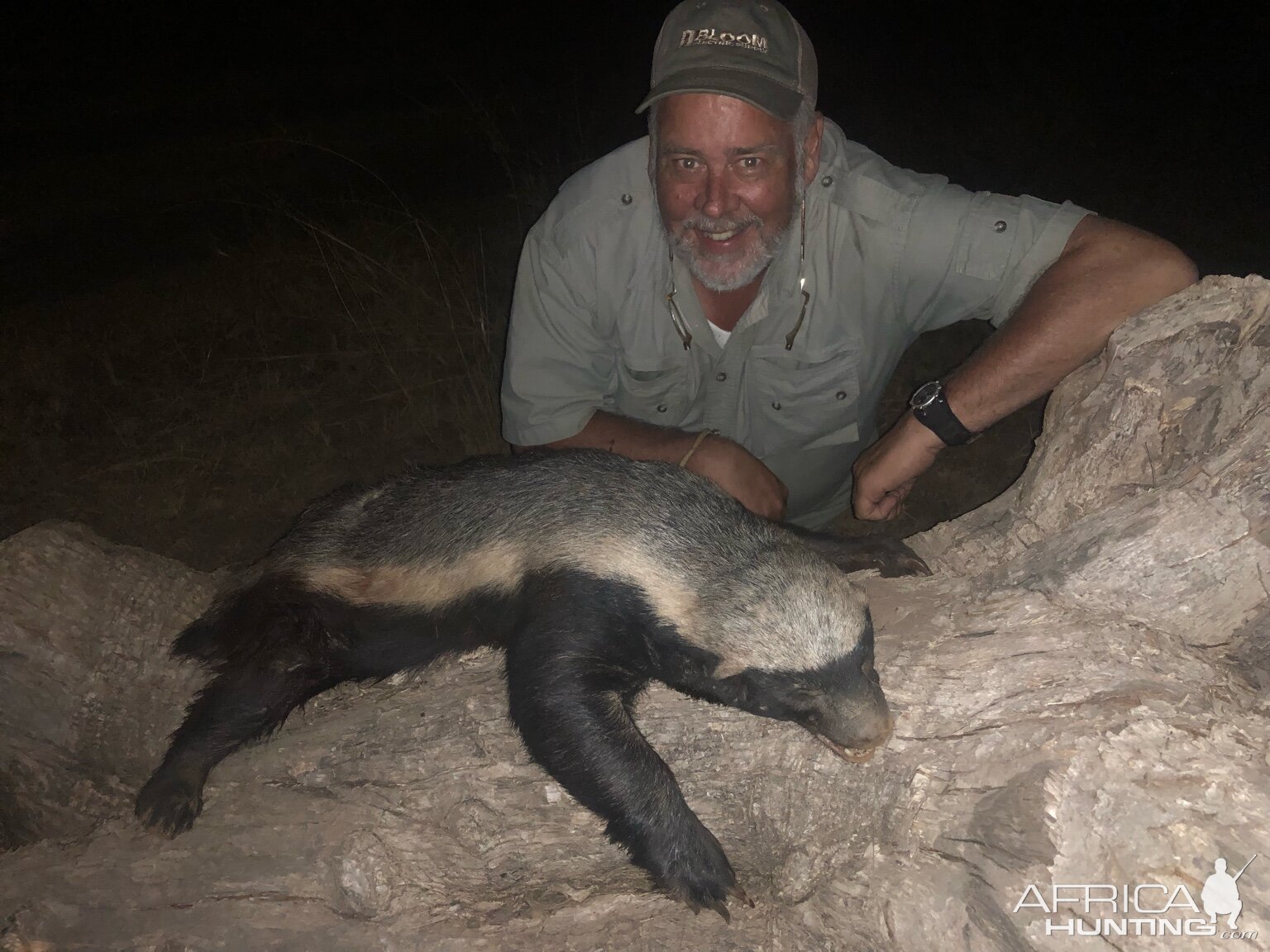 South Africa Hunting African Honey Badger