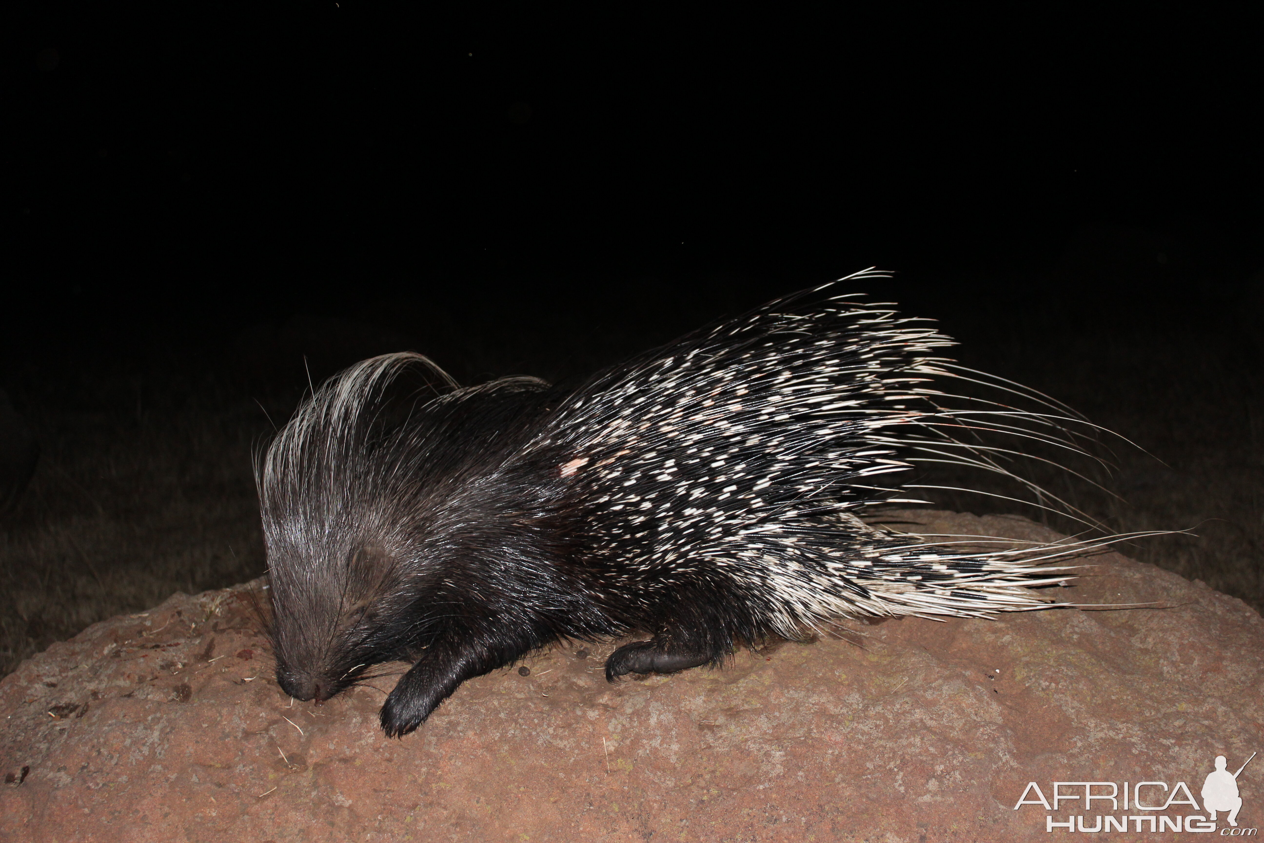 South Africa Hunting African Porcupine