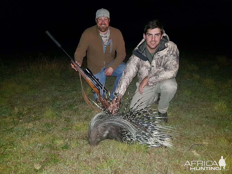 South Africa Hunting African Porcupine