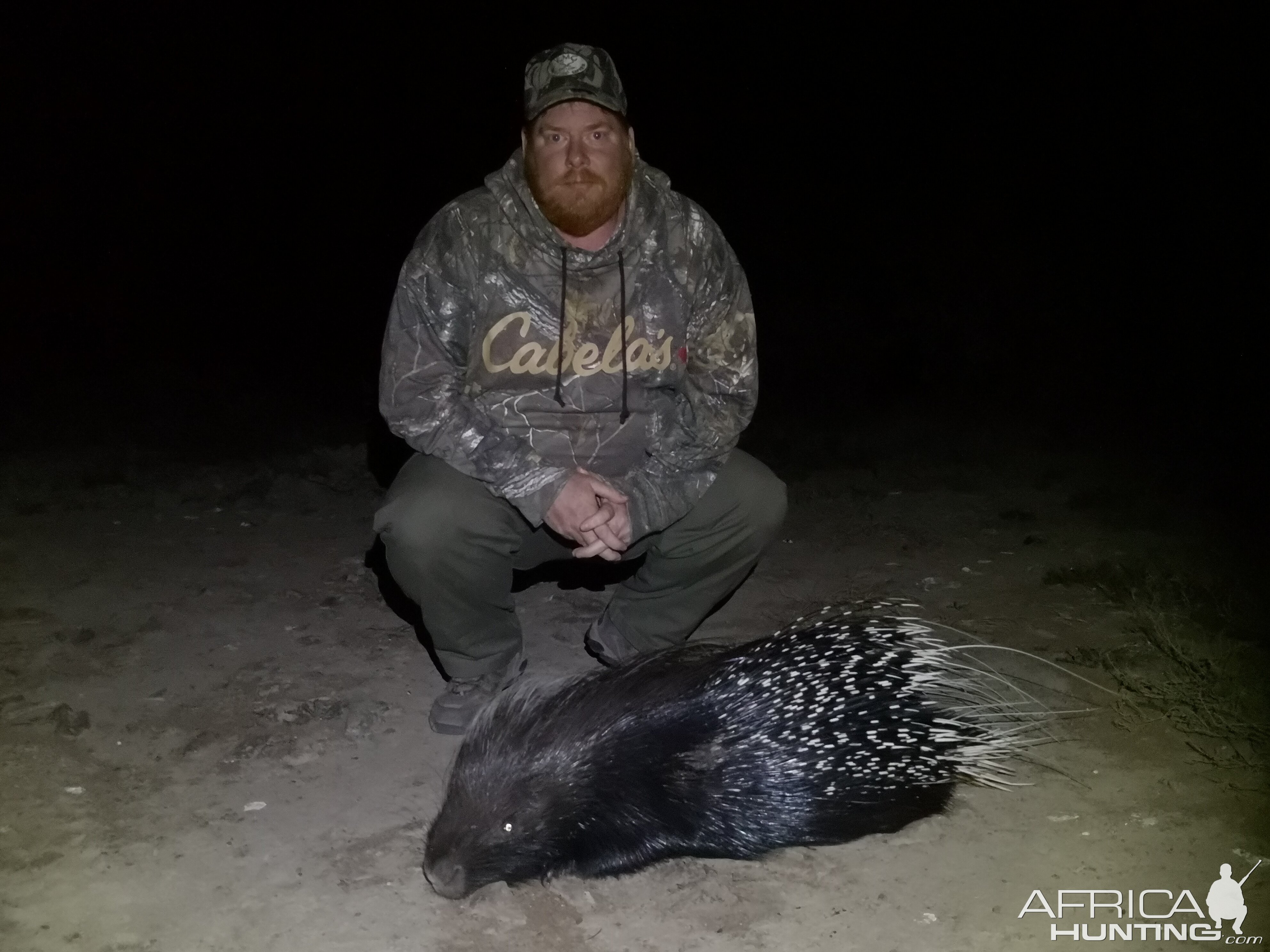 South Africa Hunting African Porcupine