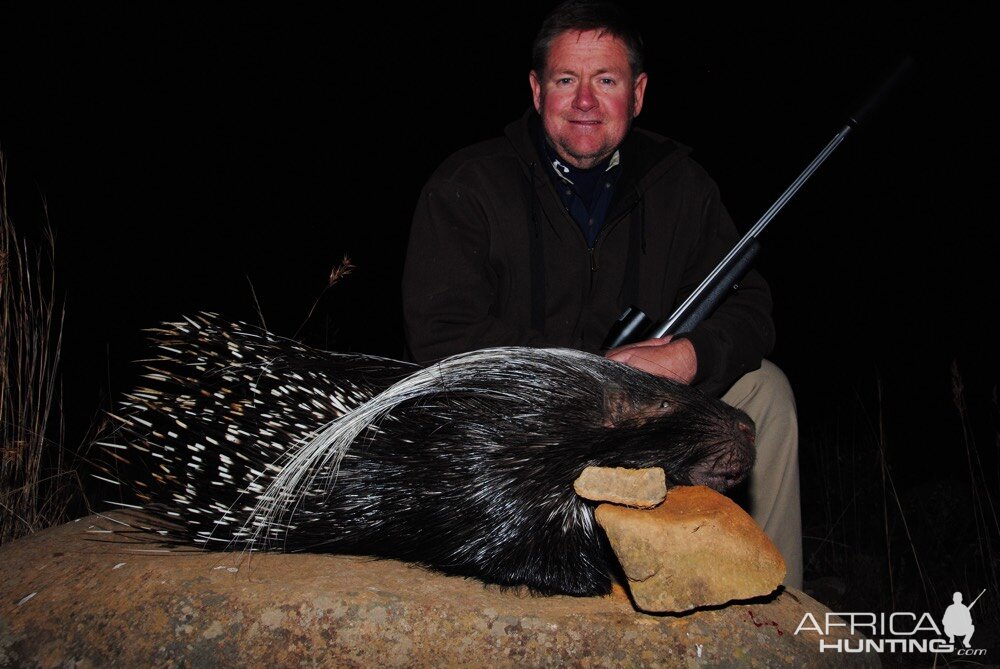 South Africa Hunting African Porcupine