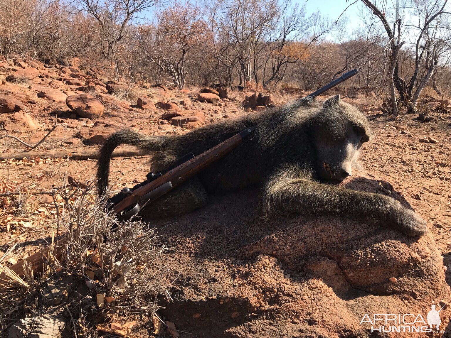 South Africa Hunting Baboon