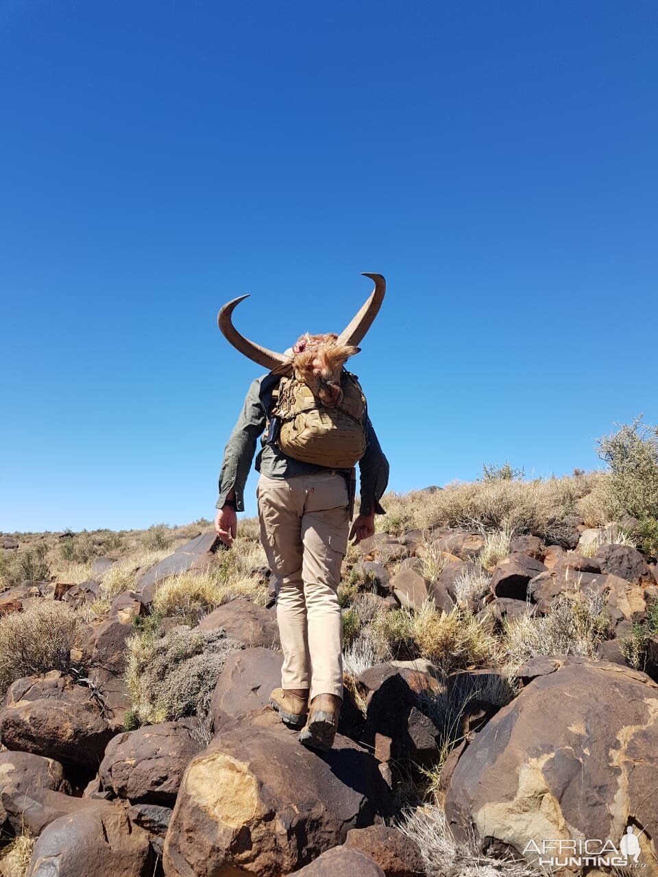 South Africa Hunting Barbary Sheep